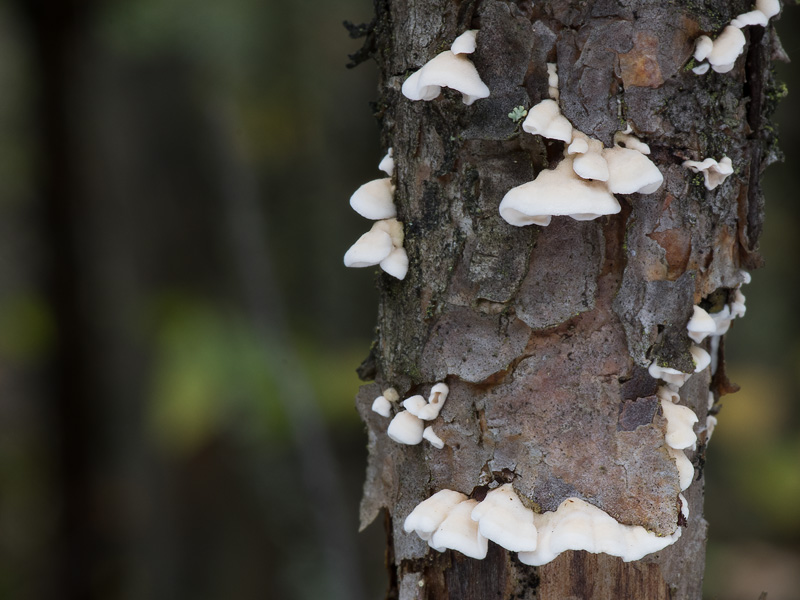 Auriculariopsis albomellea